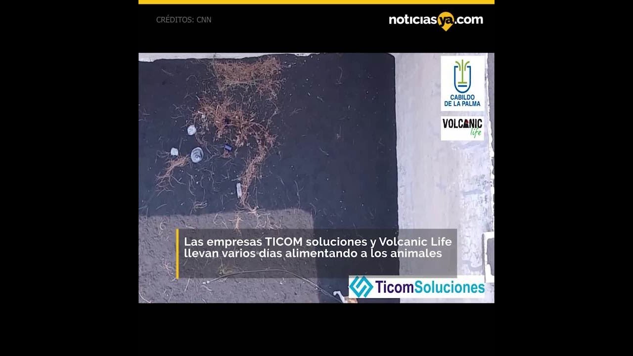 As&iacute; alimentan a perros olvidados en La Palma, Espa&ntilde;a