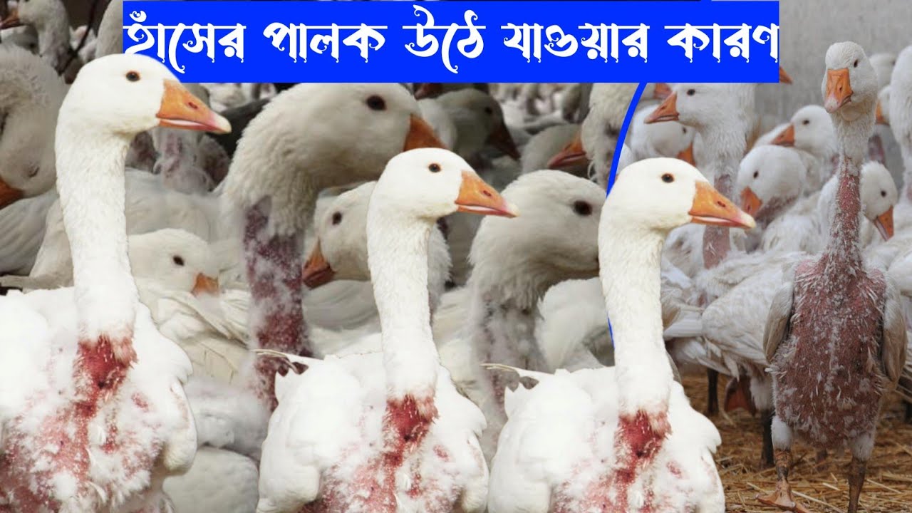 একটা হাঁস অন্যটার পালক খেয়ে ফেলে/হাঁসের বাচ্চার পালক উঠে যাওয়া কারণ ও সহজ সমাধান জেনে নিন