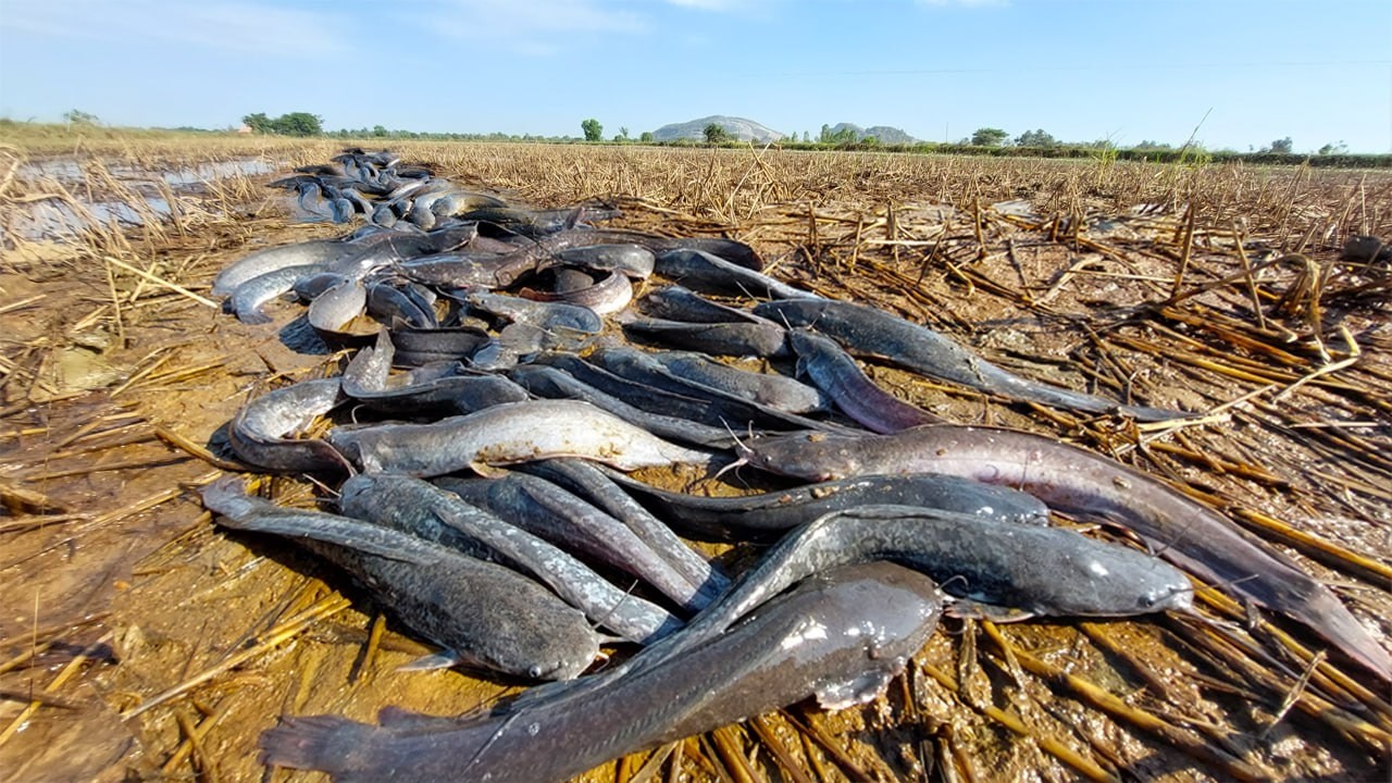 Incredible Catfish Harvest from a Drained Pond! Massive Catfish Catch on Dry Land