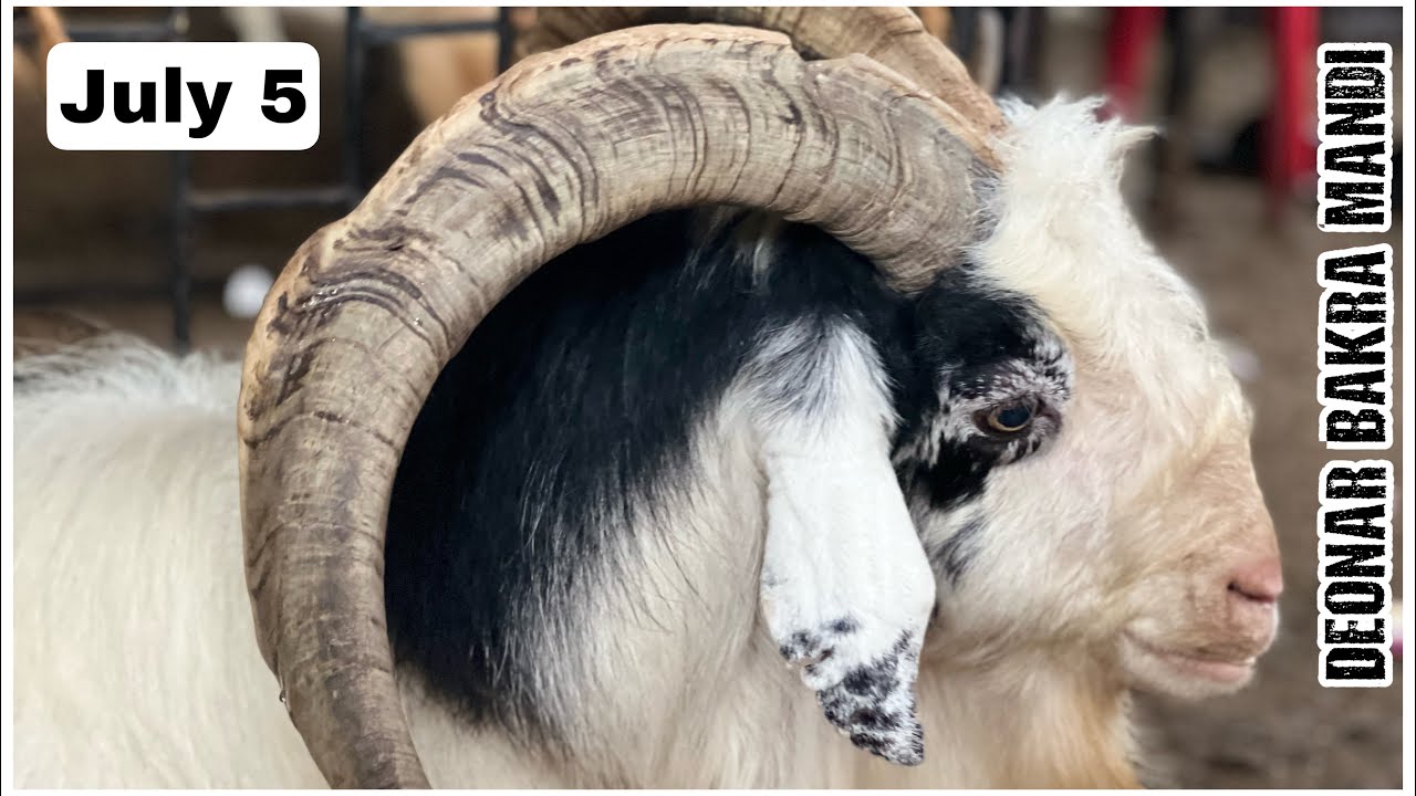 Deonar Bakra Mandi 2022 July 5 Tuesday | Marathon Vlog