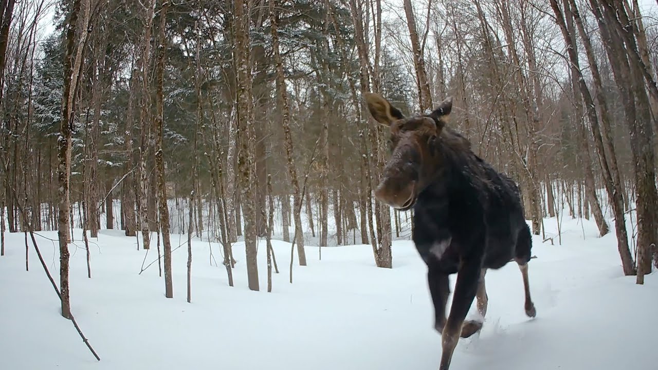 Relaxing Canadian Wildlife - 3 hours of peaceful wildlife footage collected over 5 years