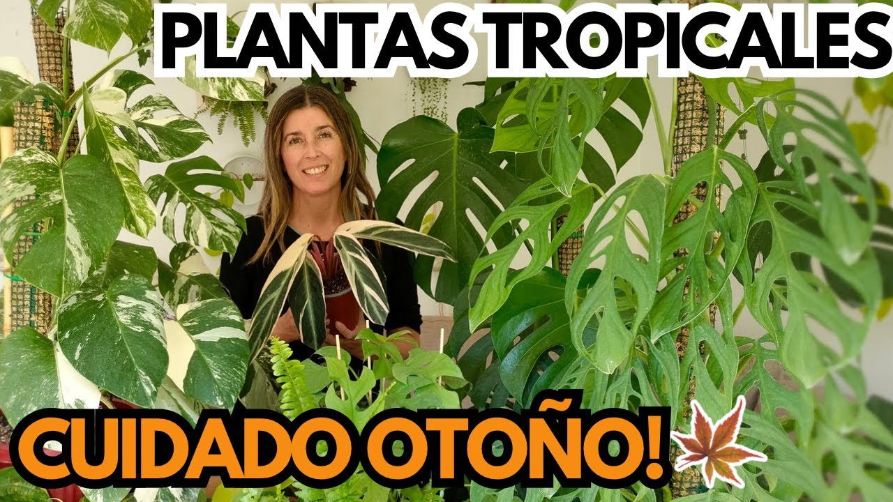 Es necesario FERTILIZAR o TRASPLANTAR tus PLANTAS TROPICALES 🌿 en OTOÑO?🍂 [CONSEJOS Y CUIDADOS]