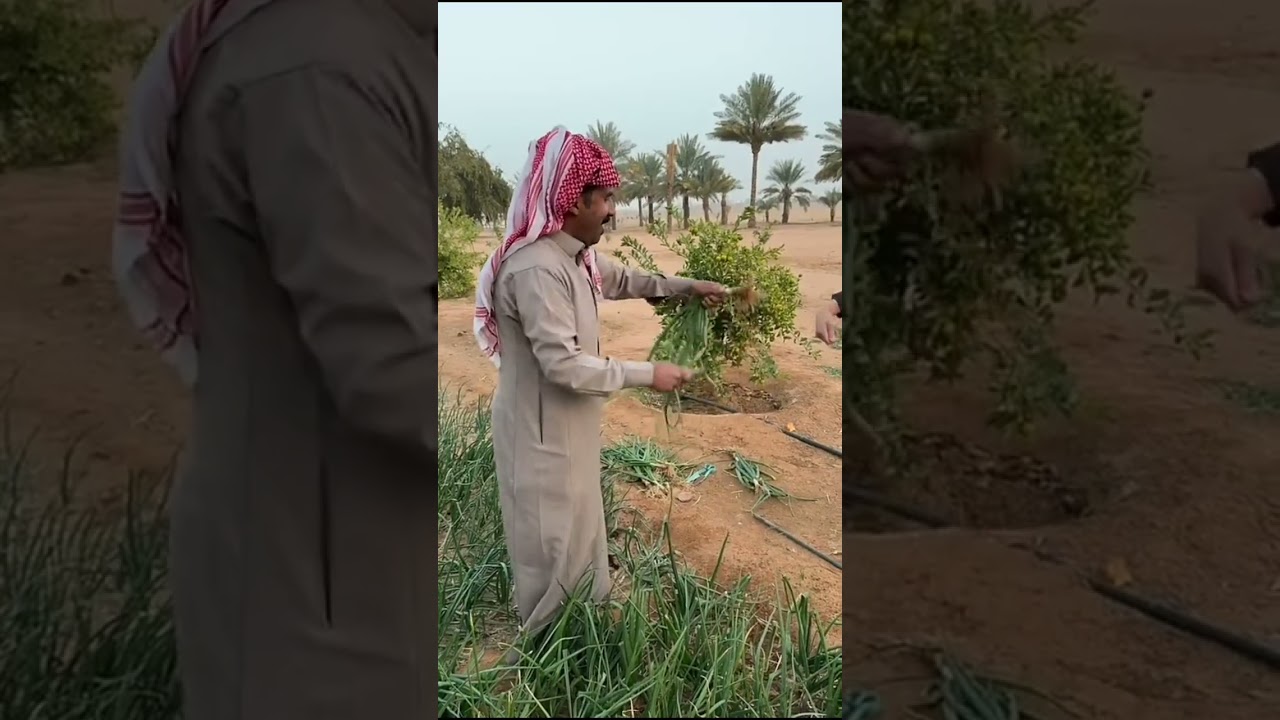 ابوعدي 😂 سنابات ابونمر 