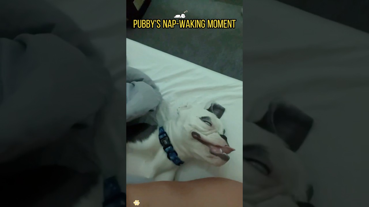 Dog nap time #dogsoftiktok #dogs #funny #cute #puppy