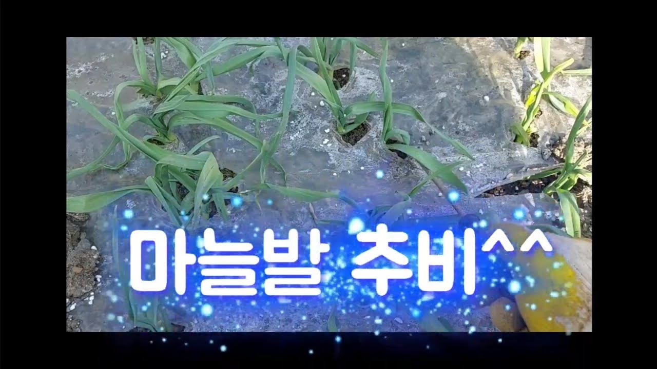 마늘밭 추비작업^^