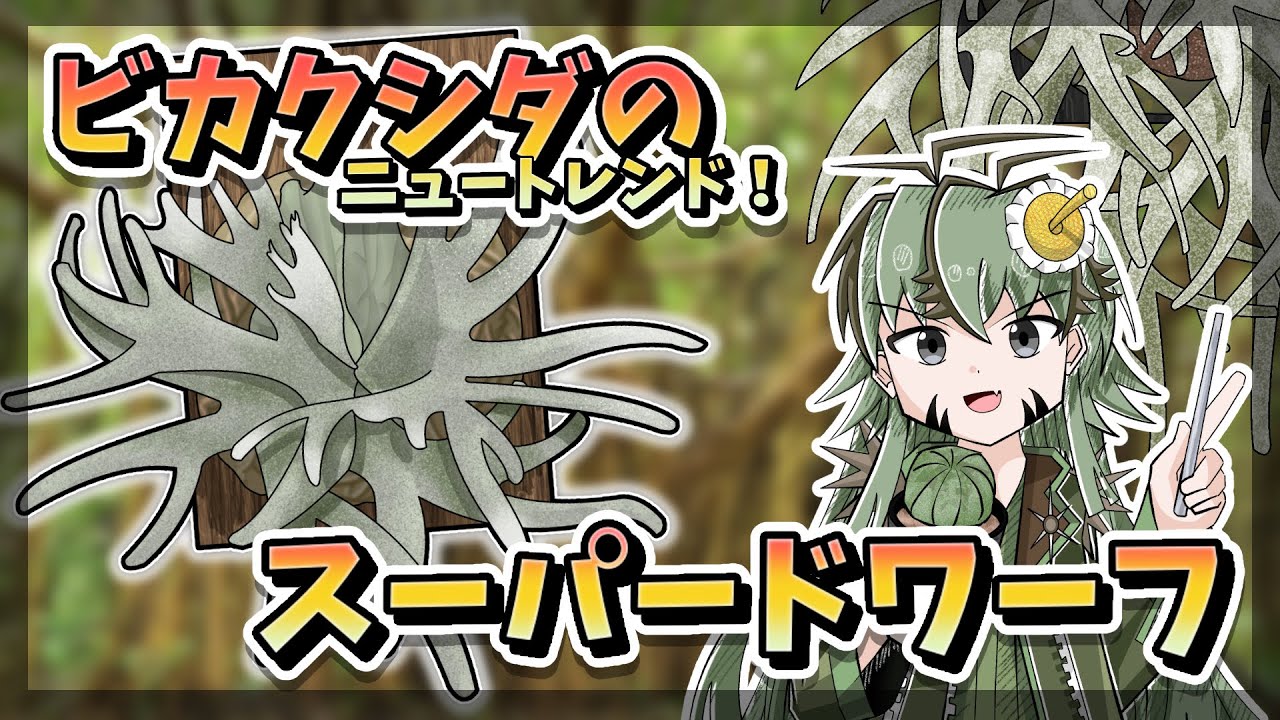 【アニメ雑談】ビカクシダのニュートレンド！ウィリンキードワーフを育ててみよう！【