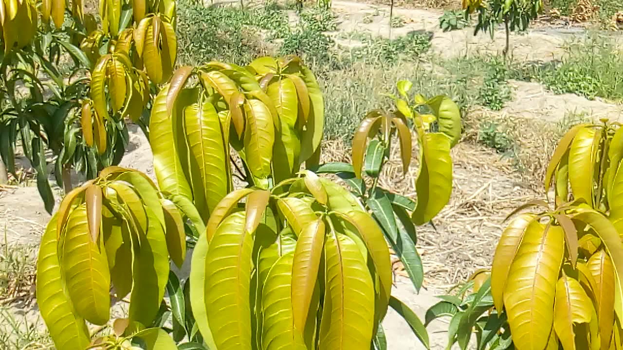 Manejo del cultivo de mango Kent, sembrado en alta densidad(1000 árboles por hectárea).27-04-2019. P