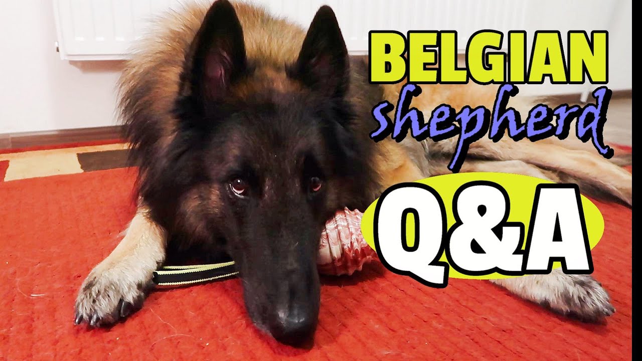 Typical Day with Belgian Shepherd Tervuren | Puppy Crate and Off-Leash Training Q&A