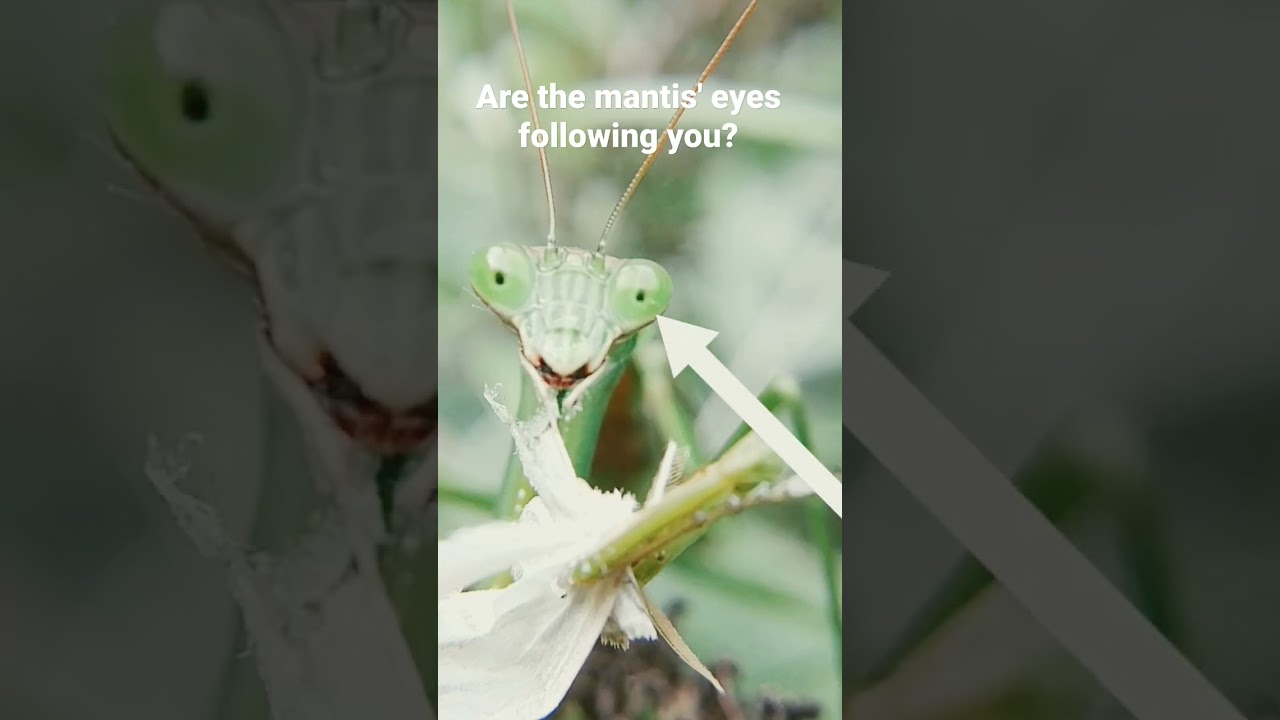 Learn all about mantises and their unique eyes in my full length wide screen video!