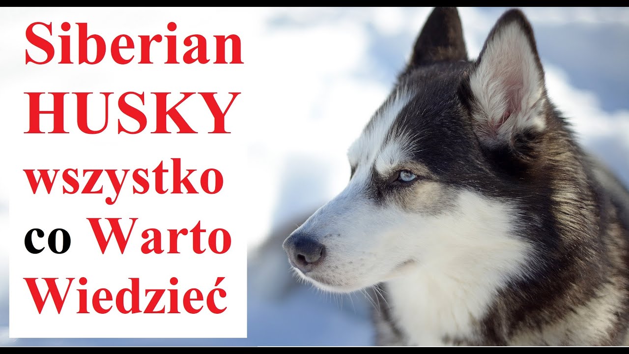 Co WARTO WIEDZIEĆ o Siberian HUSKY