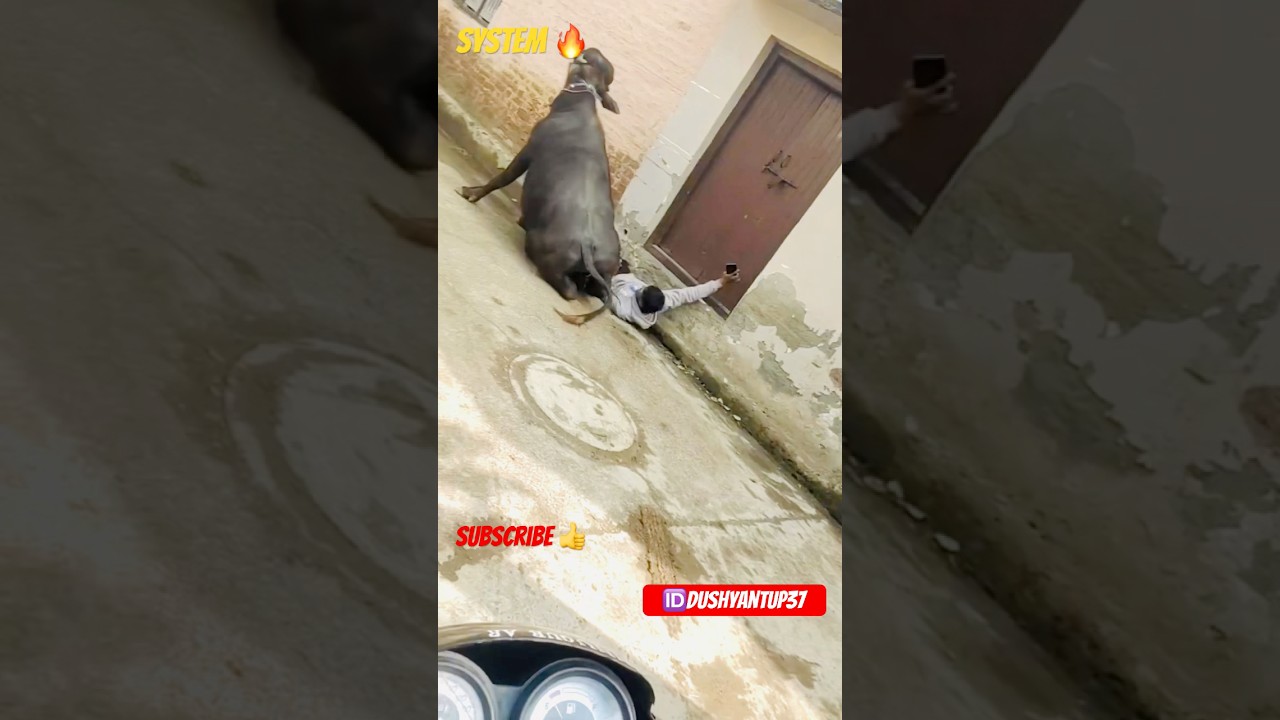 Jhota ne moj kr di 😂 #jhotalover #jhota #viralvideo #jhotaracenew #farming #jhotarace #trending
