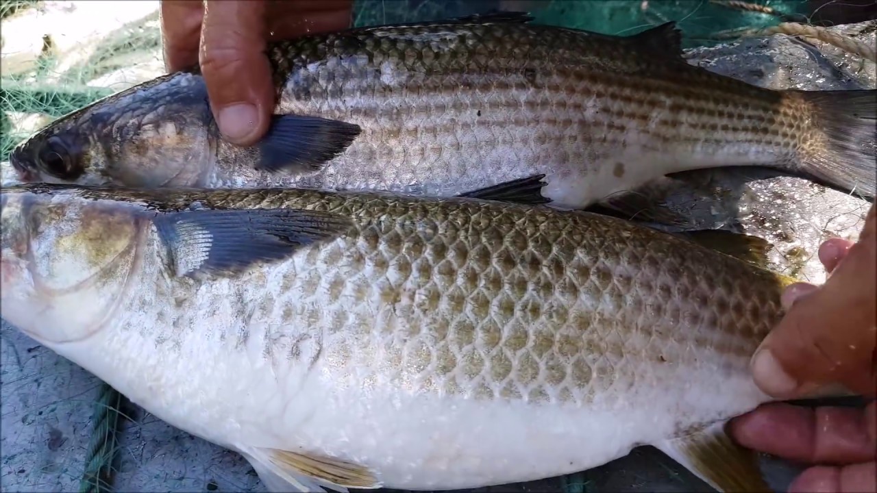 PESCADOR FRANCISCO PINTO JUNTO AO RIO TEJO FALAR DE PEIXE FATAÇA E MUJE 10 SET 18