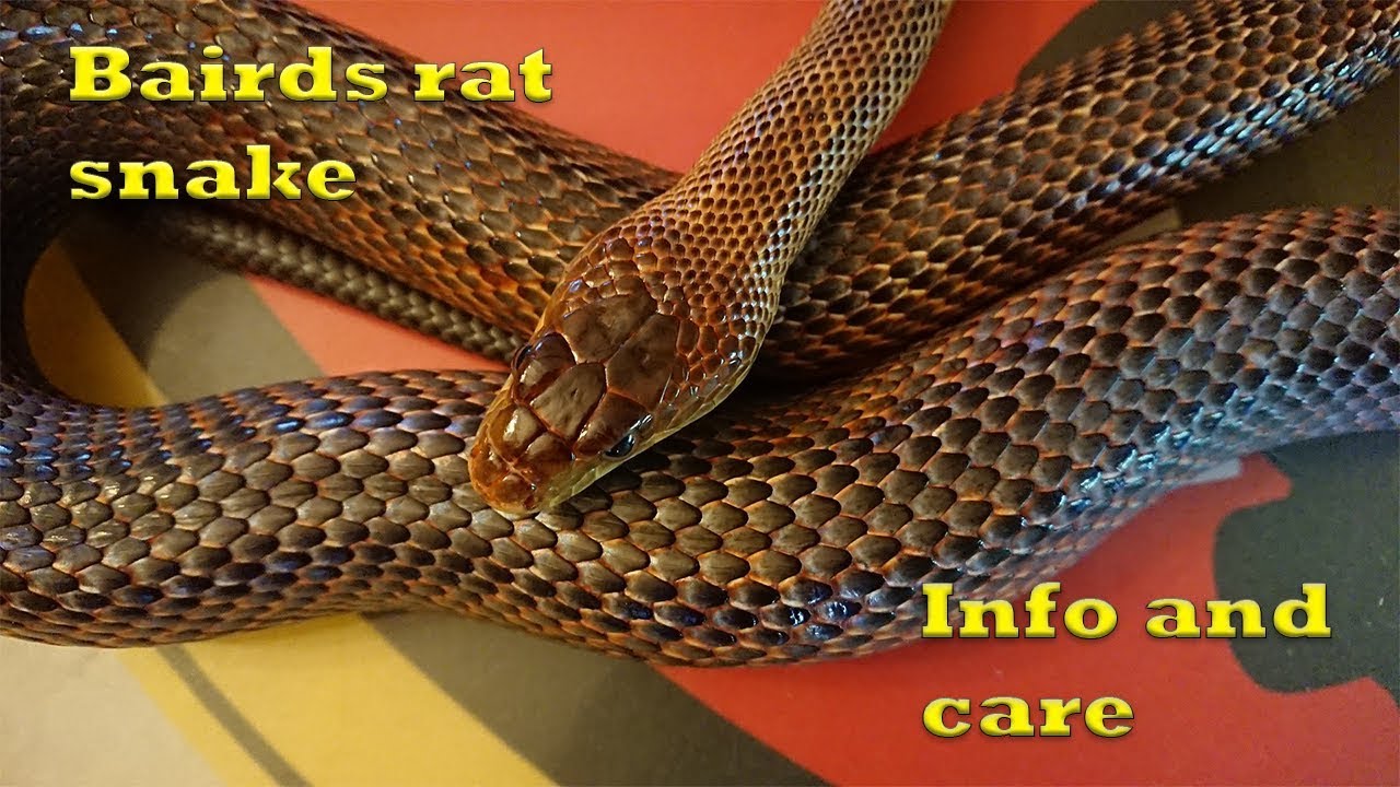 Bairds rat snake care