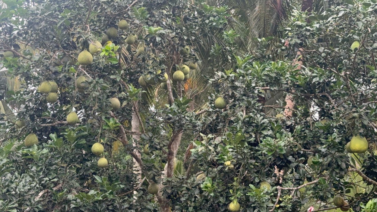 Sau 5 tháng trở về thăm vườn 