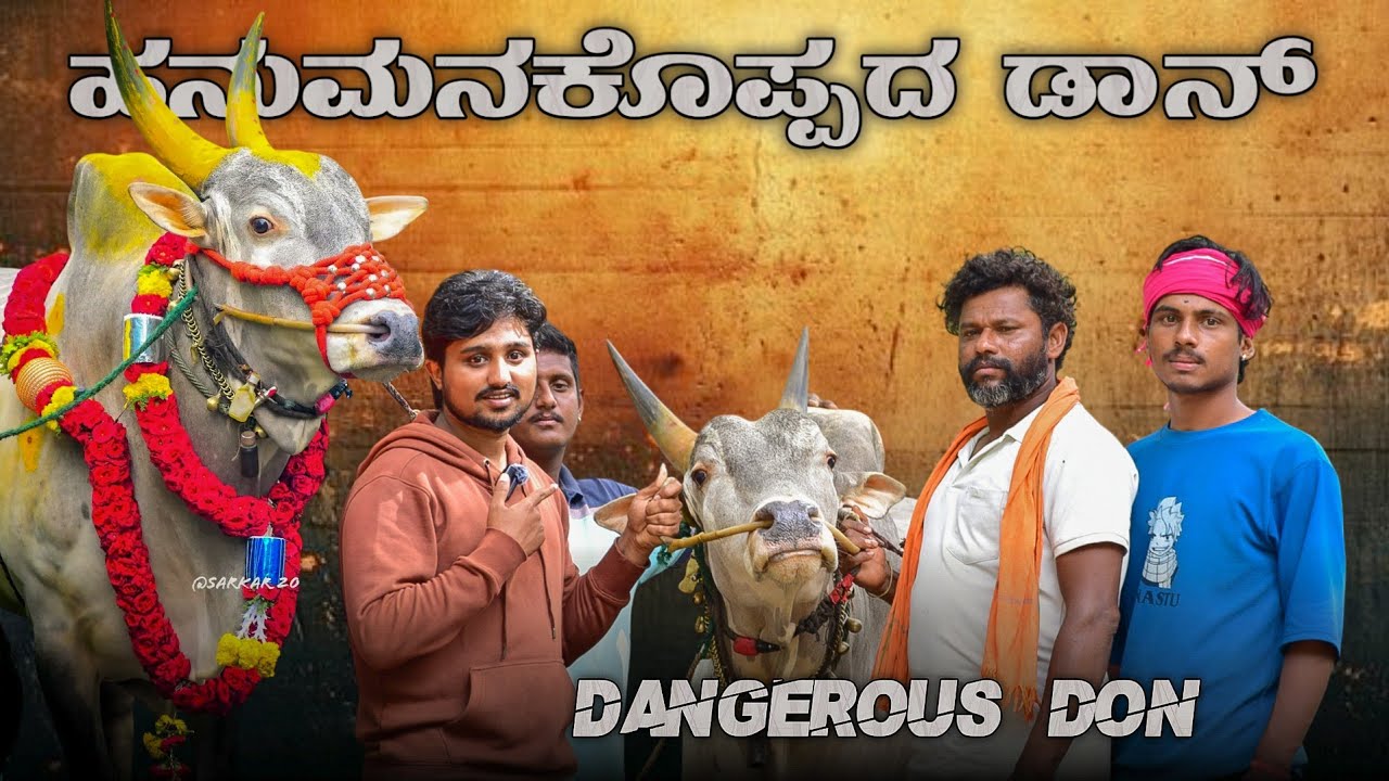 ಅಕಾಡವನ್ನೇ ಆಳುವ ವೀರ | ಹನುಮನಕೊಪ್ಪದ ಡಾನ್ ❤️‍🔥🔥#bull #horihabbathebullrace #dangerous #trending #fashion