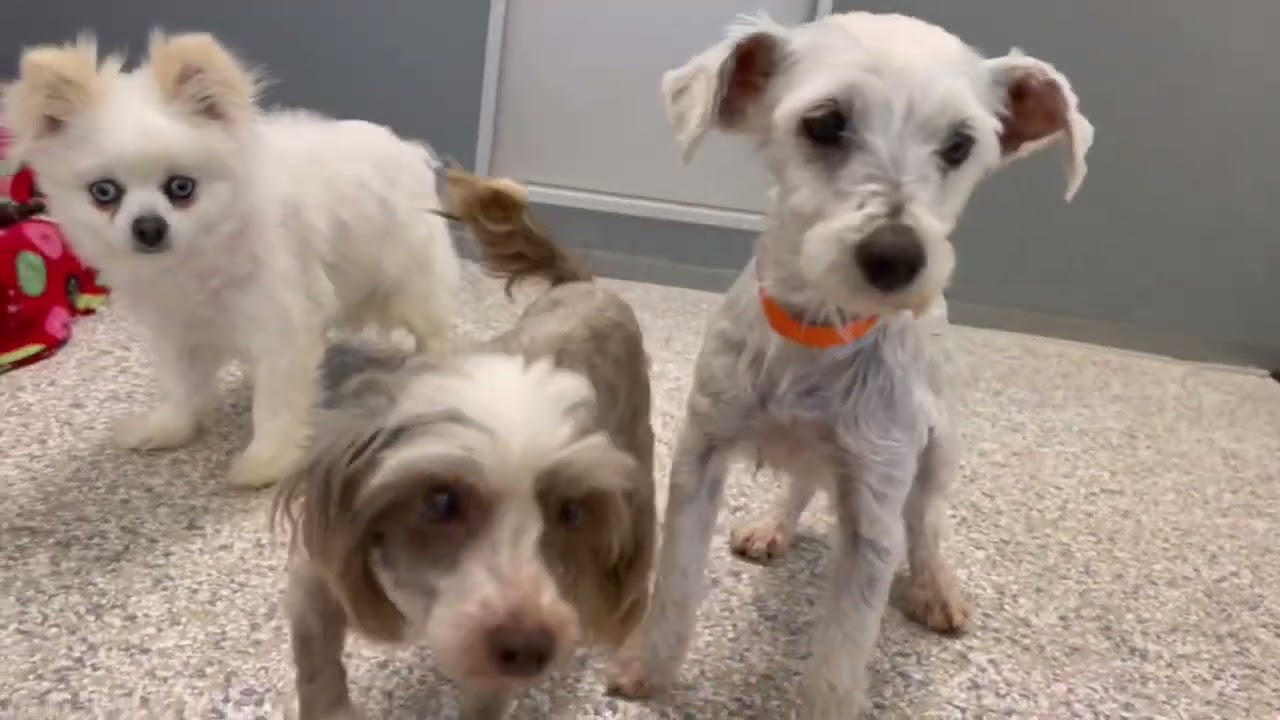 New Arrivals at a Puppy Mill Rescue Experience Kind Human Interaction