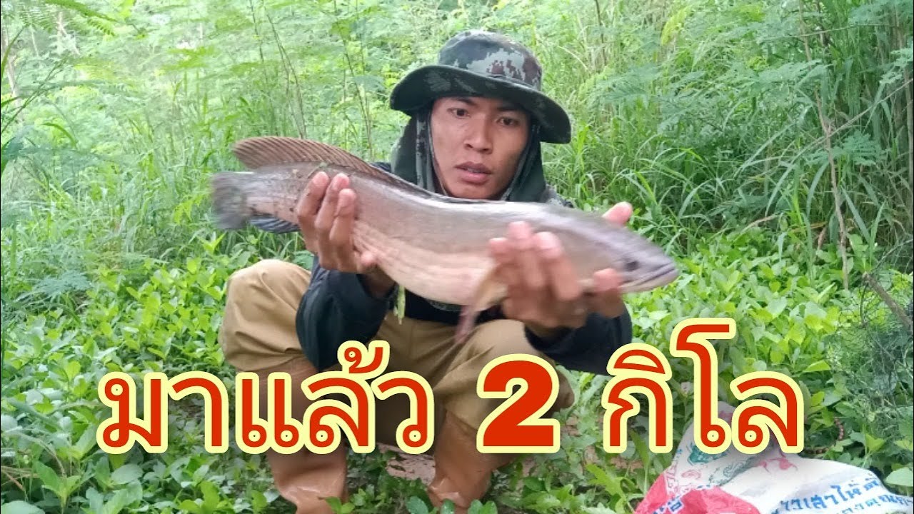 28 พฤษภาคม ค.ศ. 2022snakehead fish trap กู้ลอบดักปลาช่อน