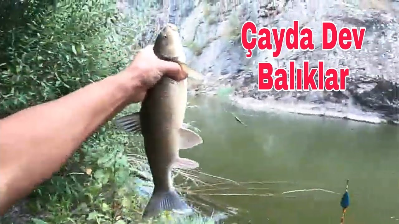KÜÇÜK DEREDE DEV BALIKLAR  ÇAYDA BALIK AVI