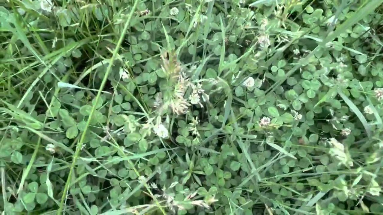 Does mob grazing work? You be the judge.