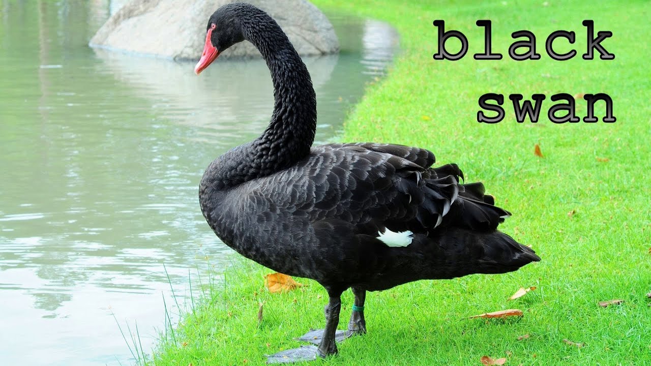 Voices and the sounds of animals in Australia and New Zealand.
