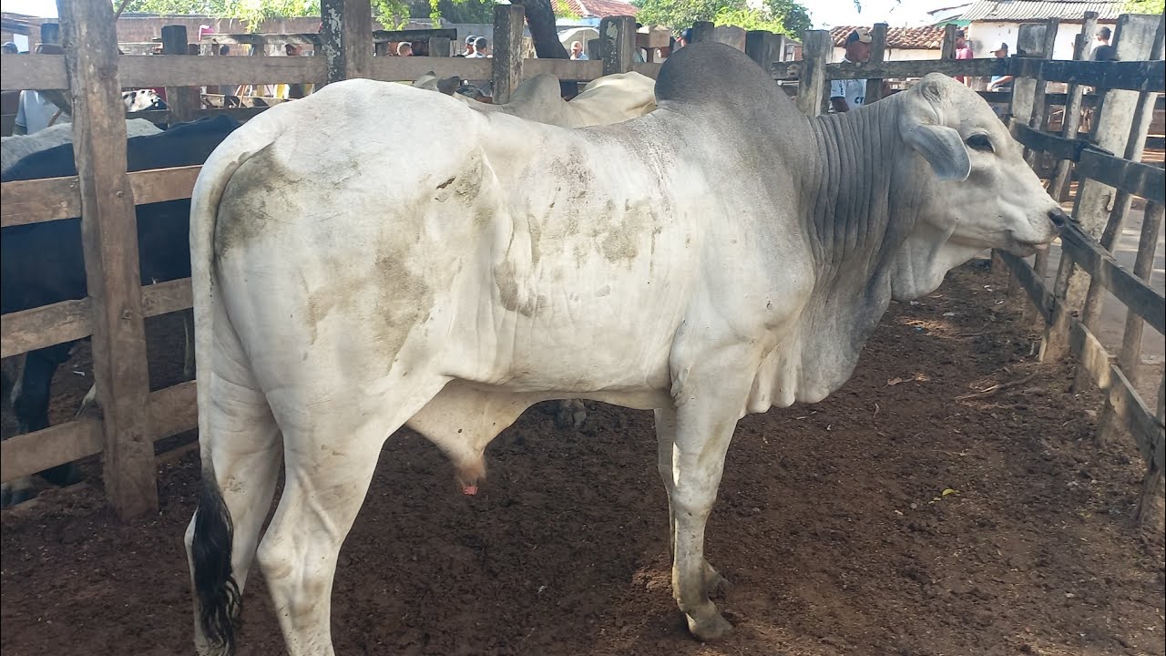 Feira de gado. Continuação em canafistula de Frei Damião Alagoas 23/02/26#nordeste