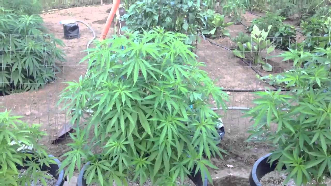 Medical Garden 7-17-13 TGA Subcool Jack the Ripper,Qrazy Train, Timewreck. Dinafem Cheese