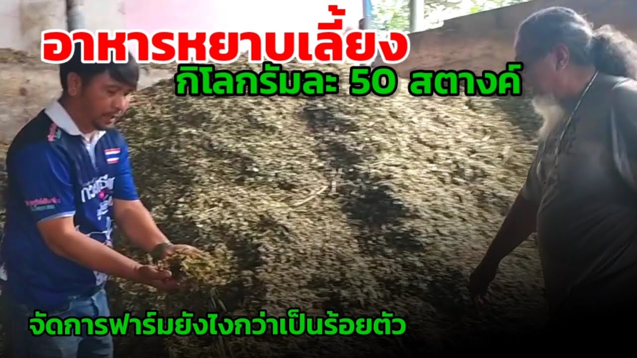 อาหารหยาบเลี้ยงวัว กิโลกรัม 50 สตางค์ เลี้ยงยังไงก็มีกำไร จัดการฟาร์มยังไงวัวนับร้อยตัว #ฟาร์มวัว 
