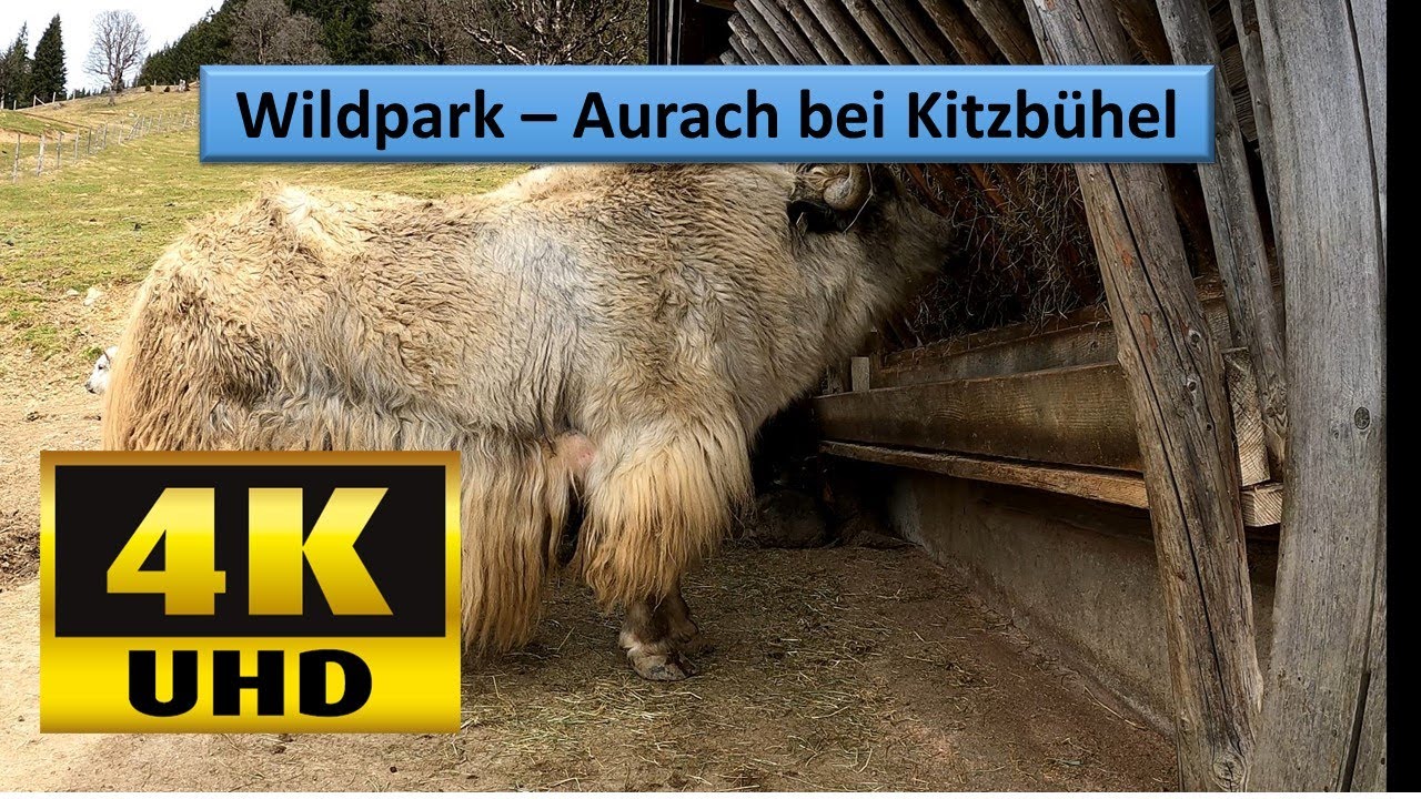 Wildpark - Aurach bei Kitzbühel