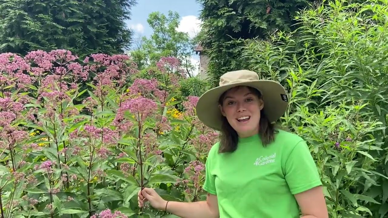 Why You Should Plant Spotted Joe Pye Weed