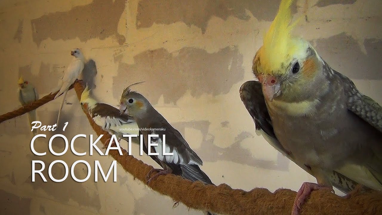 Cockatiel Room: August 2025 - Part 1