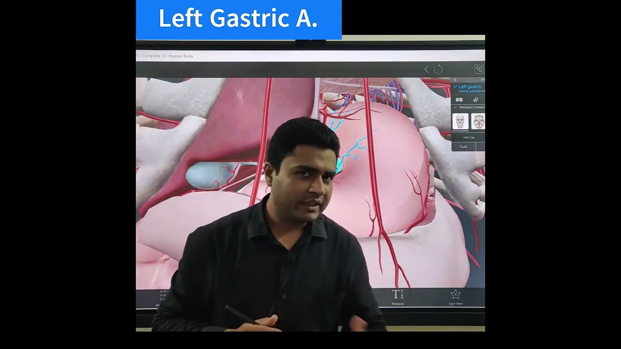 Left Gastric Artery | Abdomen Anatomy