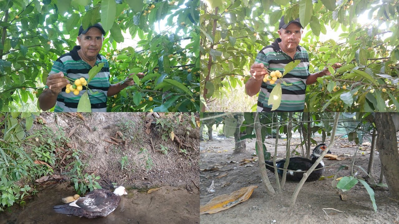 APRECIANDO A NATUREZA, VOCÊ CONHECE ESSA FRUTA 