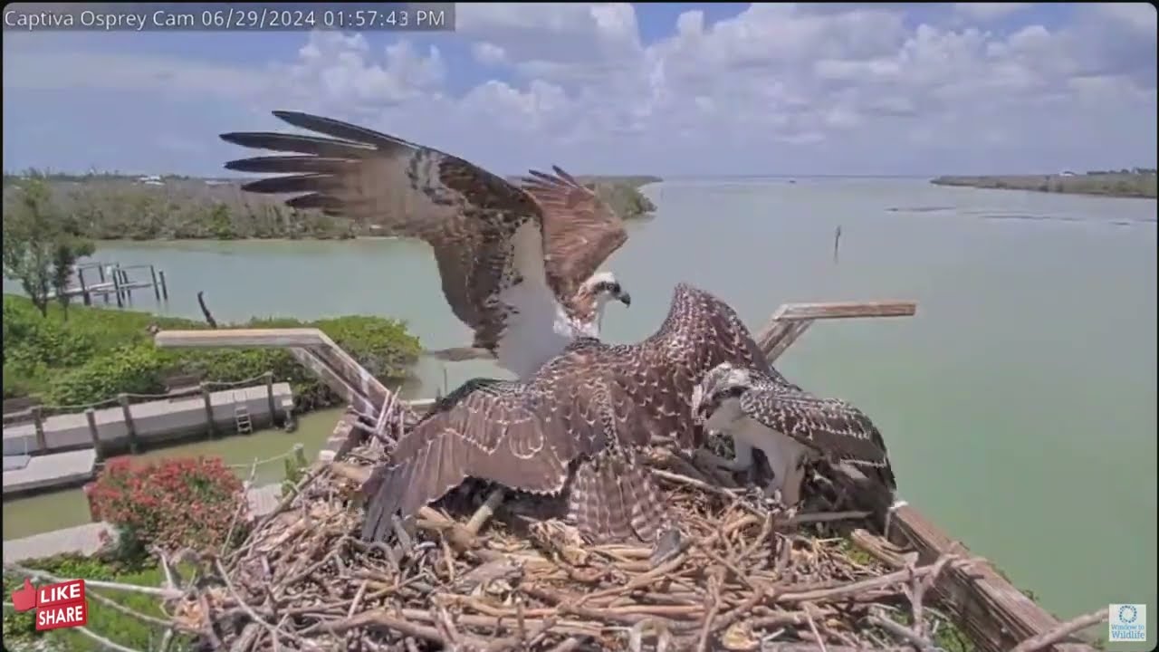 Edie's Back, Darling's Landed, and Osplets Overboard! - Captiva Osprey Cam (6/29)
