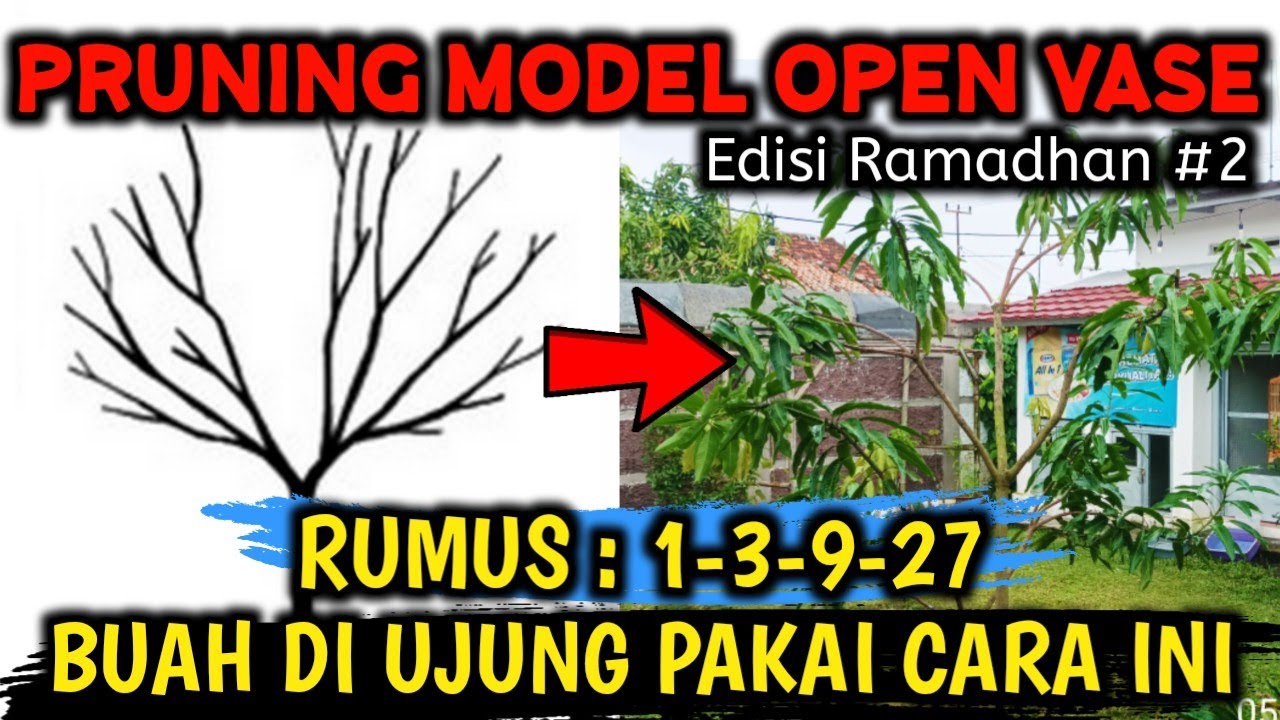 RUMUS DASAR PRUNING ‼️ UNTUK TANAMAN YANG BUAHNYA DI UJUNG (Mangga, Alpukat, Kelengkeng, Jeruk, dll)