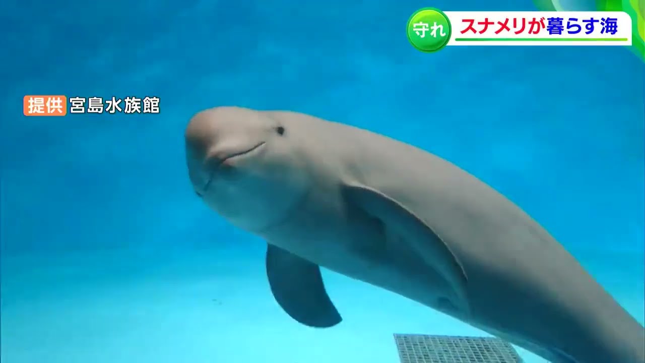 瀬戸内海の環境のシンボル