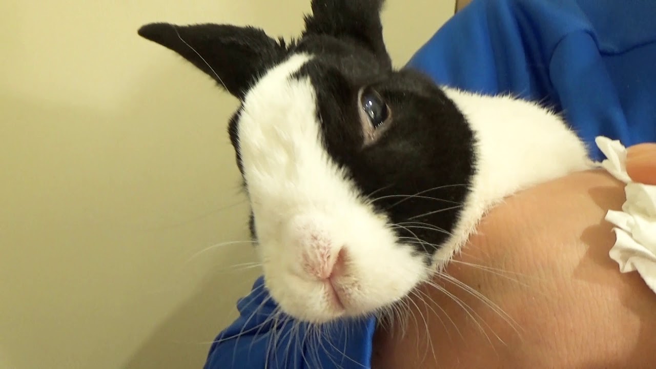 Trying to wipe a rabbit's nose!
