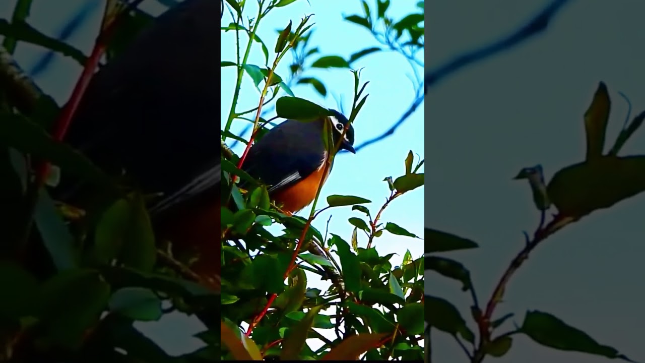 High-pitched, melodious chirping of the white-eared sibia (Heterophasia auricularis)