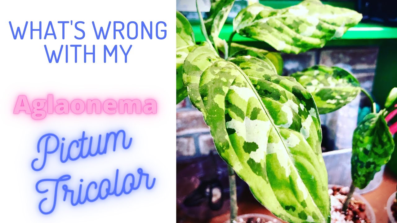 What's Wrong With my Pictum Tricolor?