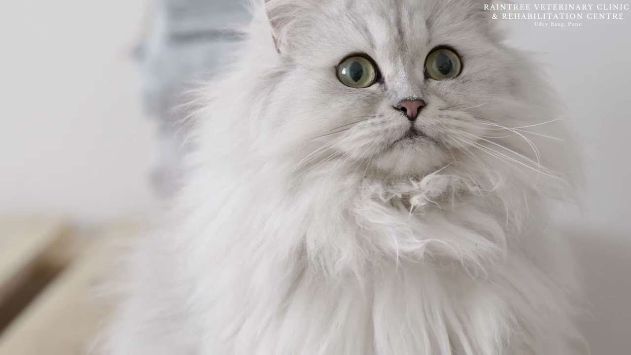 Hypertrophic Cardiomyopathy (HCM) in Cats: All You Need to Know