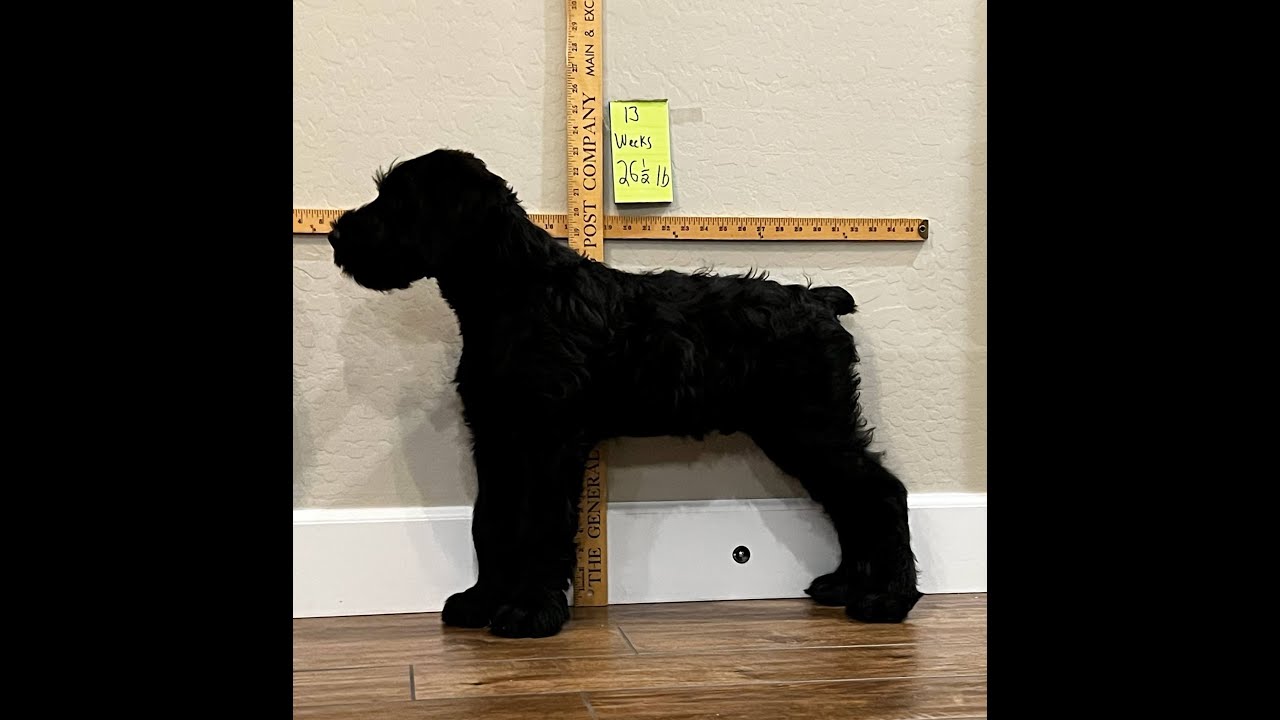 Giant Schnauzer Puppy Time Lapse Growth