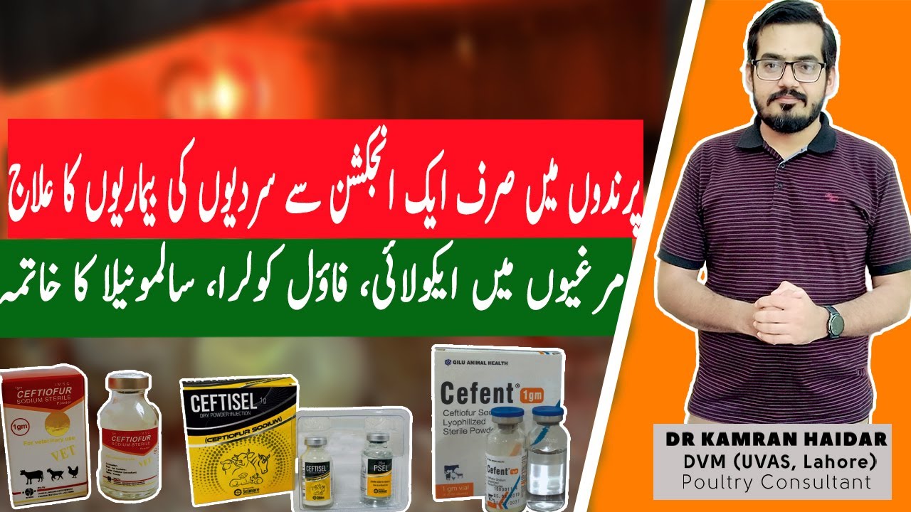 Use of Ceftiofur Injection in Poultry | Treatment for E. Coli, Fowl Cholera & Salmonella in Poultry