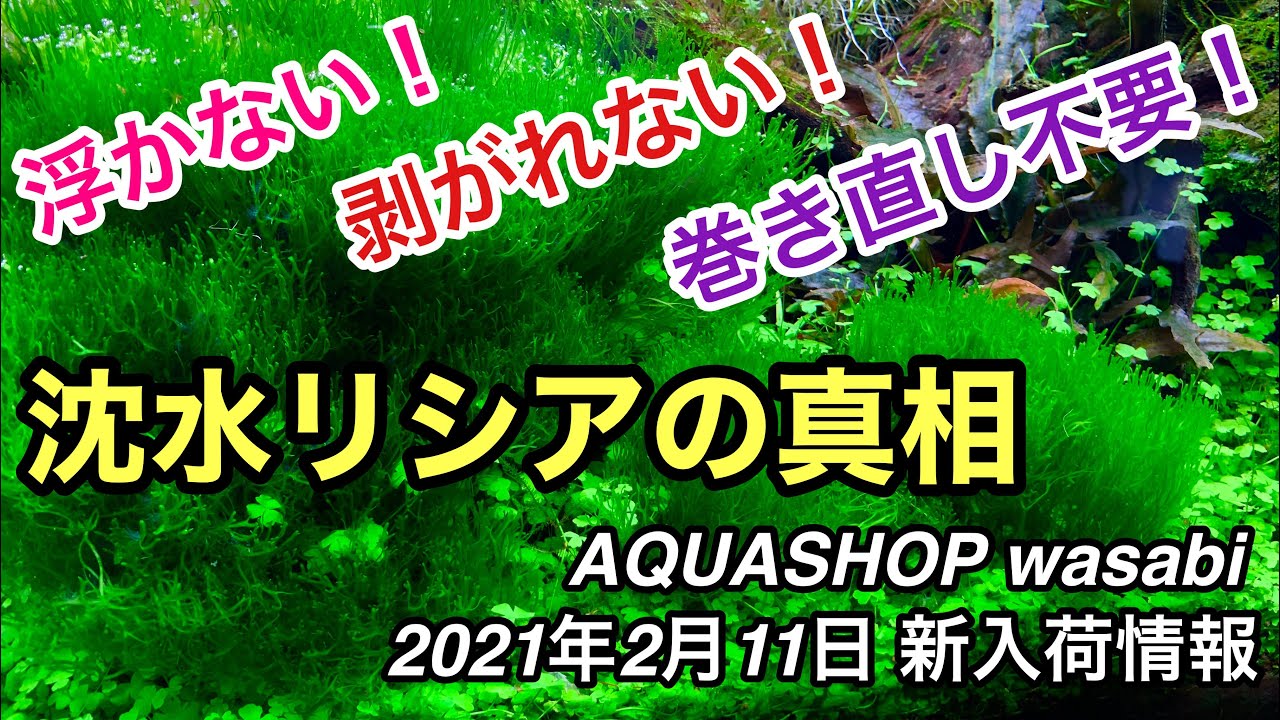 浮かないリシアの真相とは！AQUASHOP wasabi２０２１年２月１１日新入荷情報 ネイチャーアクアリウム水槽水槽立ち上げ初心者、ウィローモス、沈水リシア、活着方法、酸素の気泡、光合成