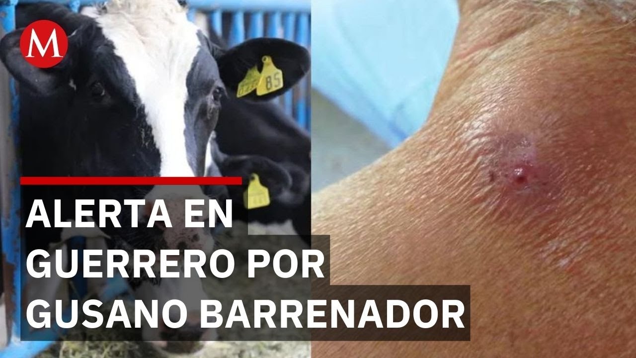 Analizan caso humano con posible gusano barrenador en Copala, Guerrero