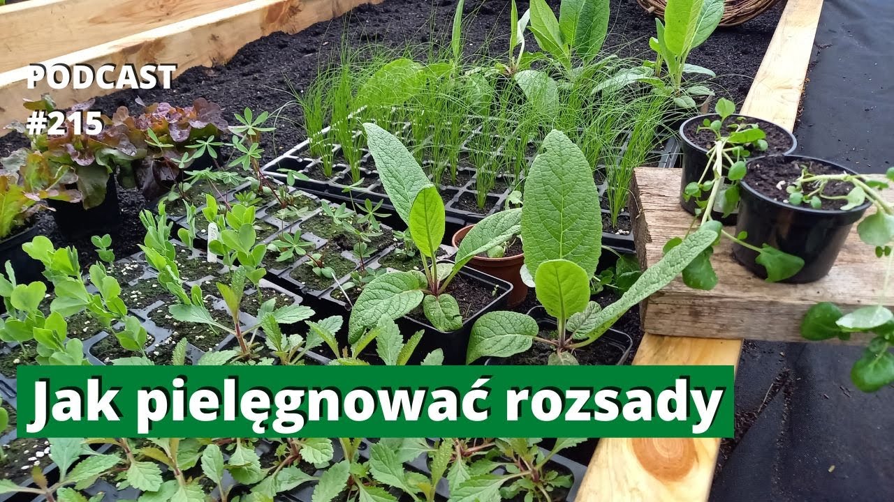 215. Jak pielęgnować rozsady. Podcast