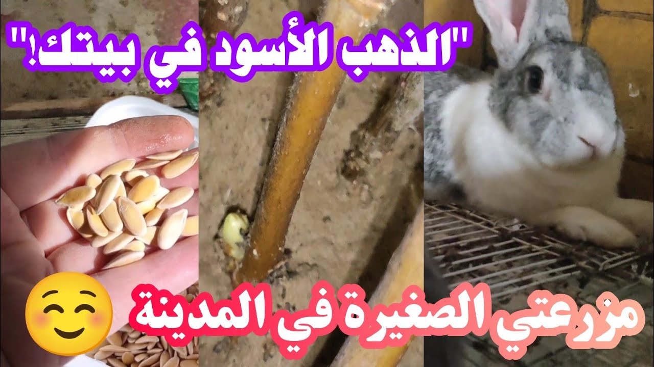 حتى لو كنتِ في قلب المدينة! ابدئي مشروعك الصغير وحققي الاكتفاء الذاتي🍃🐔تربية أرانب وزراعة منزلية
