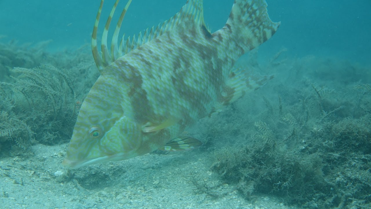 Hogfish (Feeding/Changing Color) HD