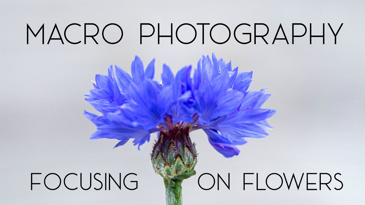 Macro Photography