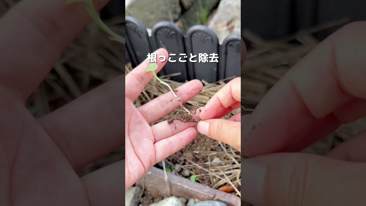 駆除したドクダミが復活してしまいました😇