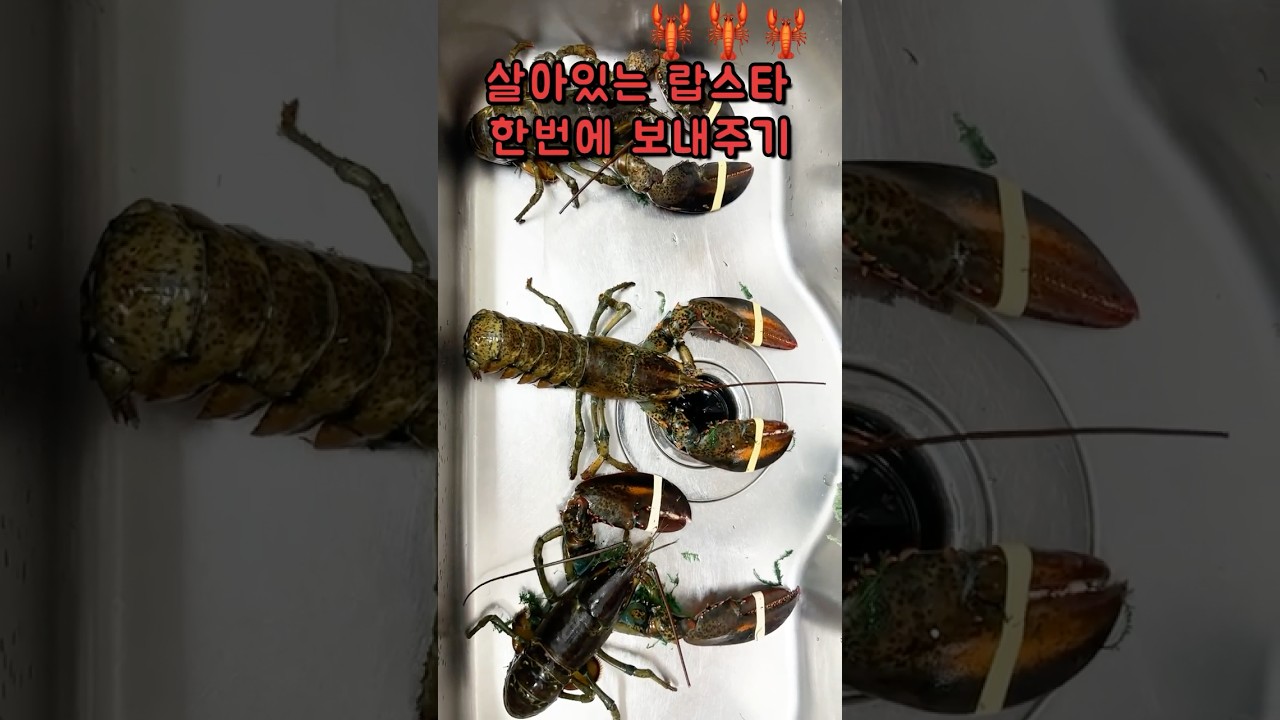 🦞랍스타 손질부터 찜까지🦞