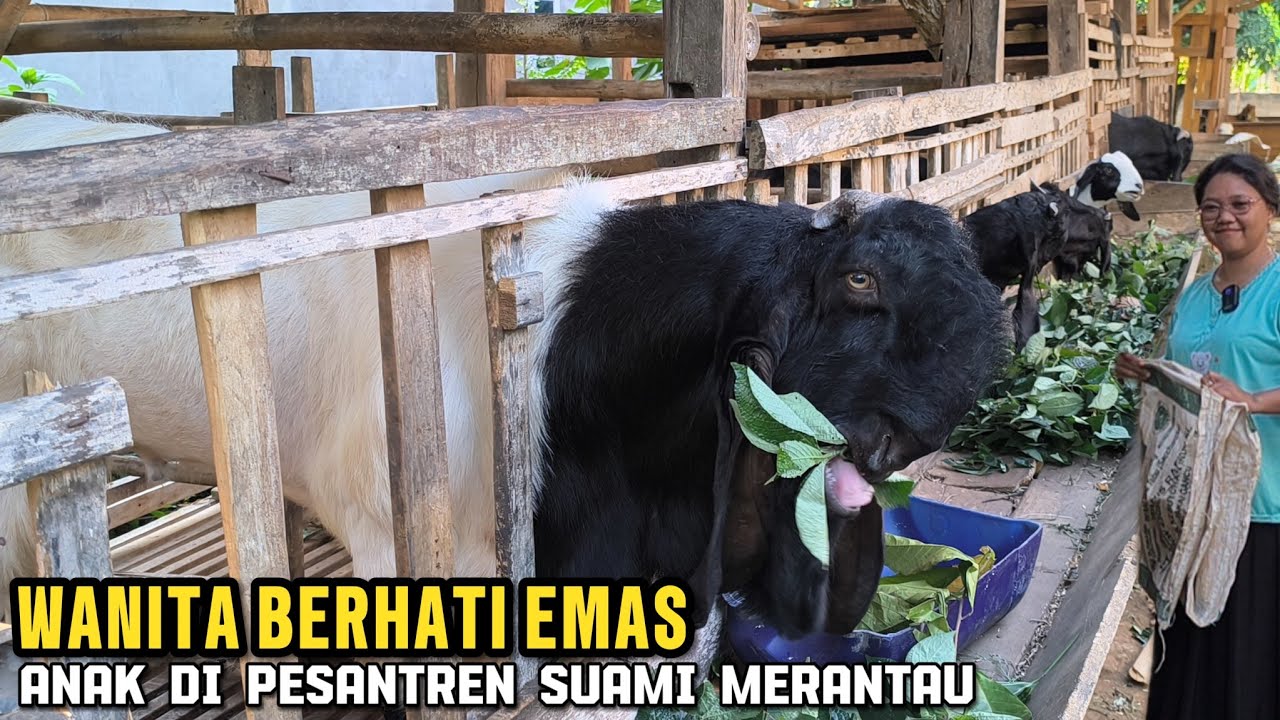 10 tahun Mbak Ning ternak kambing sendirian, suami merantau anak di pesantren